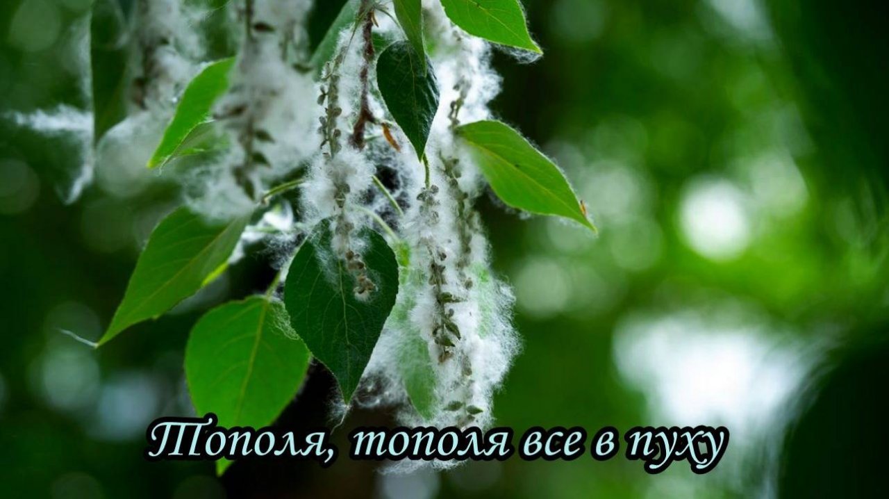 Тополя, тополя все в пуху