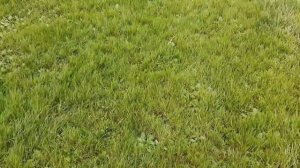 Александр Маршал "Вольный ветер"