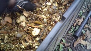 МУЛЬЧА, которая получается при измельчении веток измельчителем ЗУБР-ЗИЭ-44-2800