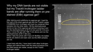 Gel electrophoresis: faint bands