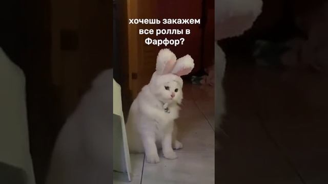 Хочешь закажем роллы?