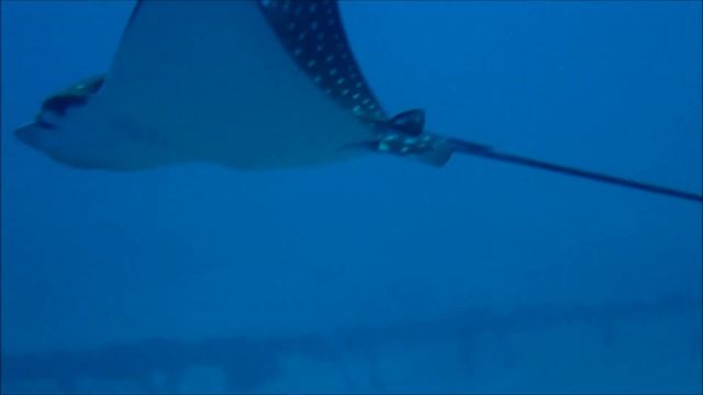 Eagle ray/ Adlerrochen best of (utopia south reef - Euro Divers )