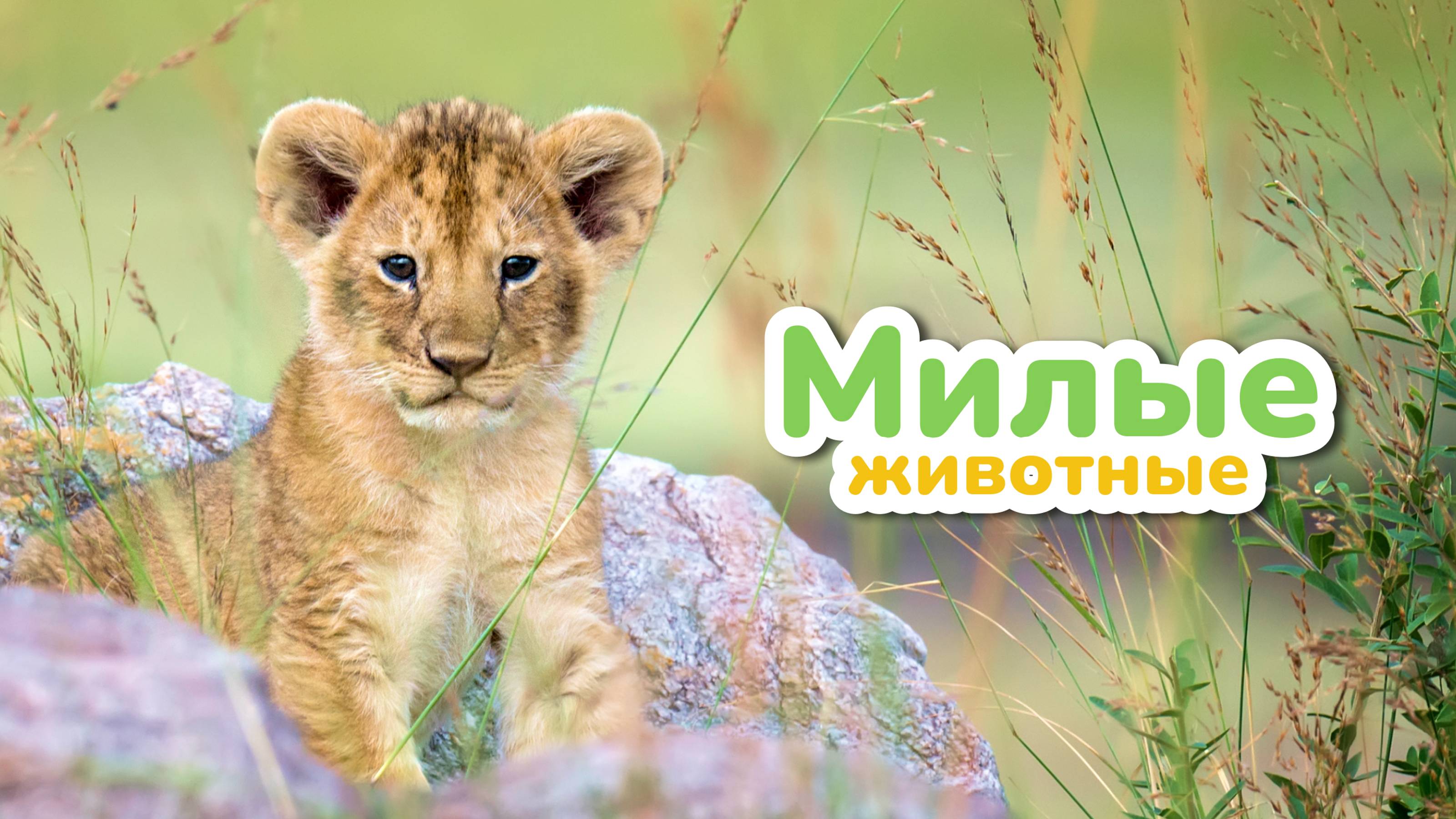 Милые Животные в Живой Природе | BittyBeam Для Детей