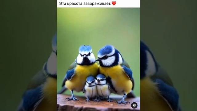 совушки совушки миленькие совушки или как выглядит птенец совы.