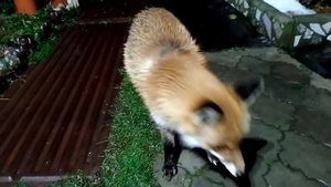 Цыца зашла в дом