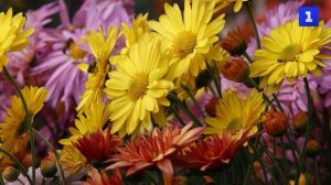 В Никитском ботаническом саду в 71-й раз проходит Бал хризантем