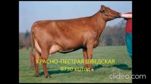 КОРОВЫ ФИНАЛИСТЫ