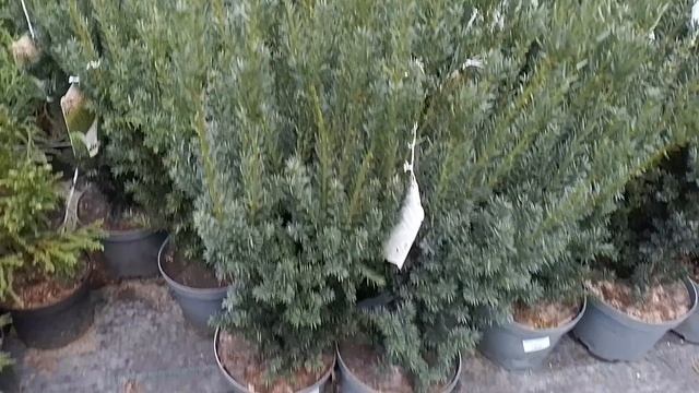 1000106634.mp4 смотреть онлайн