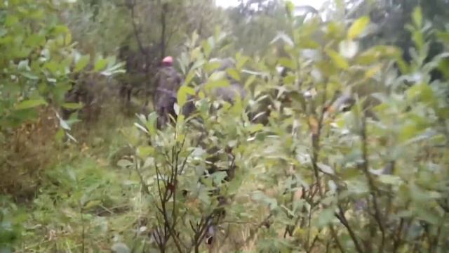 Новгородская область,  добор медведя.