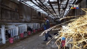 Любовь к животным привела молодого специалиста на агрохолдинг в Маяке
