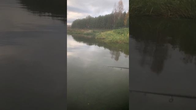 Favorite Twitch + RV-minnow  #norstream #рыбалка #fishing #спиннинг