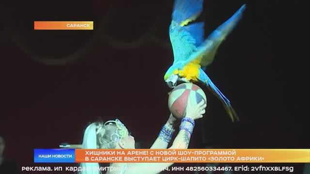Хищники на арене! С новой шоу-программой в Саранске выступает цирк-шапито «Золото Африки»