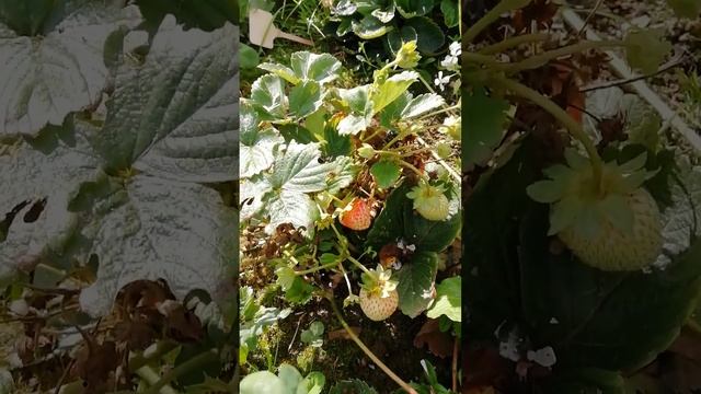 Под запустил грядочку.