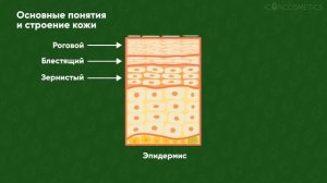 Основные понятия и строение кожи