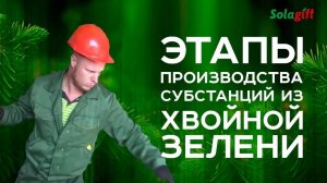 Основные этапы производства субстанций из хвойной зелени.