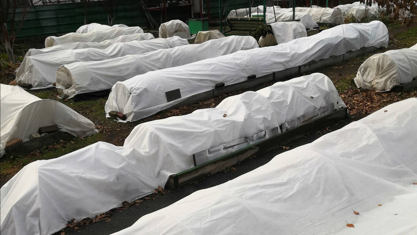 Розы укрыла ! Почти все ! Октябрь 2024 смотреть онлайн