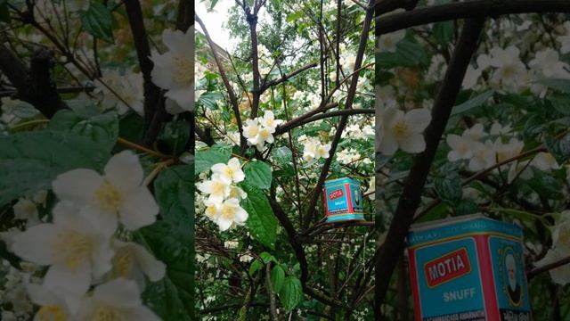 Нюхательный табак  Motia черный табак от 6S Six Photo  Snuff #снафф #snuff #Разный_снафф