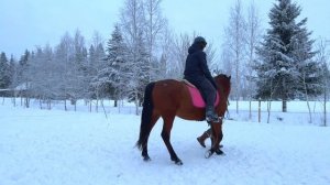 Заездка без стресса, первый раз лошадь несет всадника, подготовка, осваиваемся, выполняем элементы.