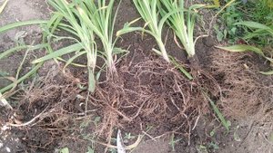 Как рассадить лилейник