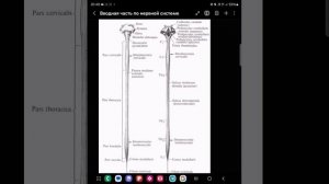 Вводная часть в нервной системе +строение спинного мозга и производные белого вещества 💥