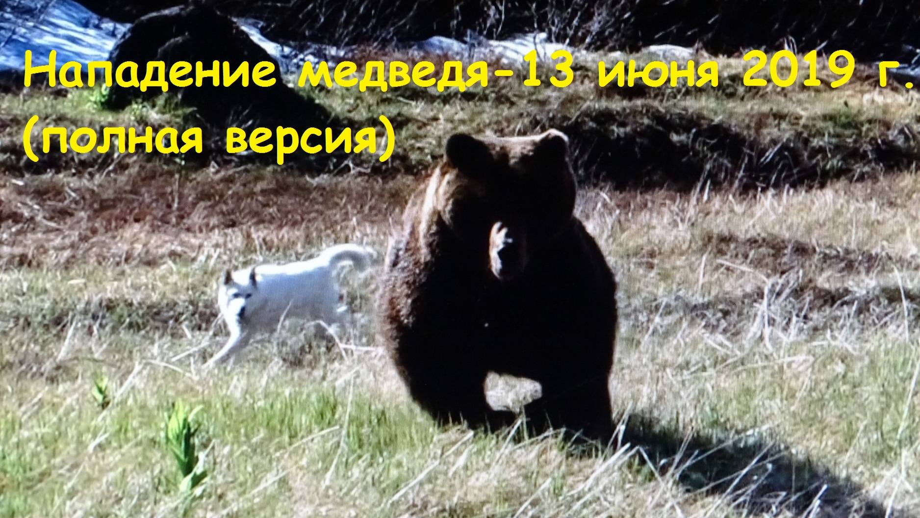Нападение медведя - полная версия (13 июня, 2019 год).