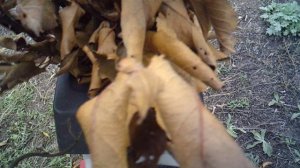 Измельчение веток садовым измельчителем Зубр ЗИЭ-44-2800