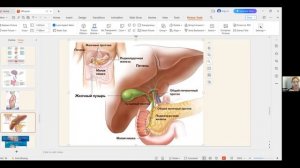 Кишечник и стресс. (СРК часть 2)