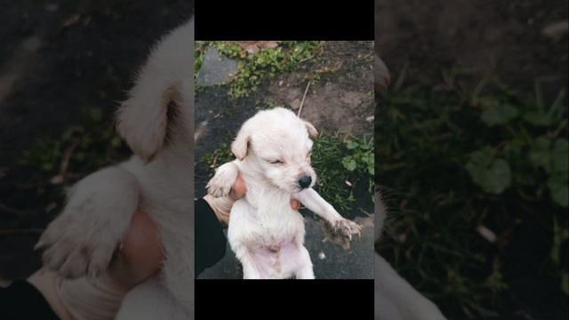 *ДОМА* Два маленьких пушистика срочно ищут дом. 💔 #sos