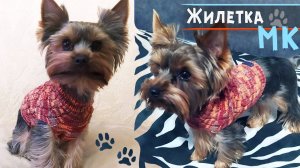 Свитер для собаки спицами 🐶МК | Вязание для собак маленьких пород | Вяжем для йорка жилет