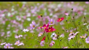 Звуки свирели