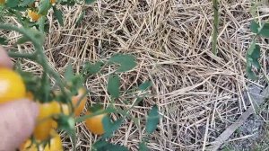 томаты открытого грунта,обзор сортов , август 2023