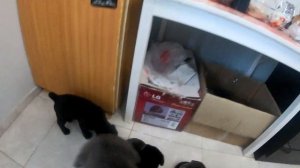 Кане-корсо кормление щенков 1 месяц прикорм