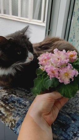 Котик Лаки и фиалка АВ-Златые Горы