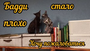 Хочу пожаловаться .Немного о Дзене. Бадди стало плохо. Немного болталки о корме, о котятах