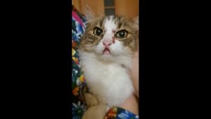 Избив кошку- инвалида грозились застрелить