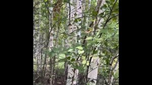 Экстракт березы внутриклеточная вода. Ферменты березы. Деготь. Сок березы