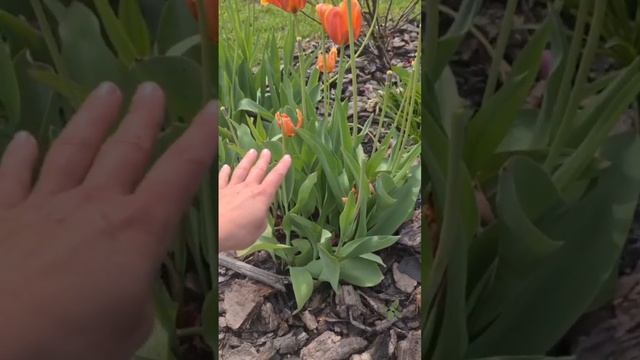 Что делаю с тюльпанами после цветения