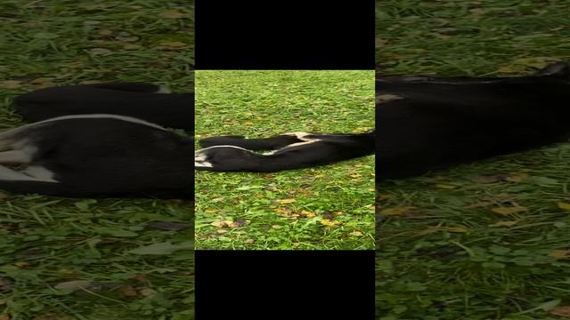 Щенок ВЕО 3 мес. - Валентлайф Шэрритэ Шанз Элизе - д.р. 24.07.24г. - игра со старшей  сестрой.