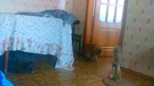 Коты
