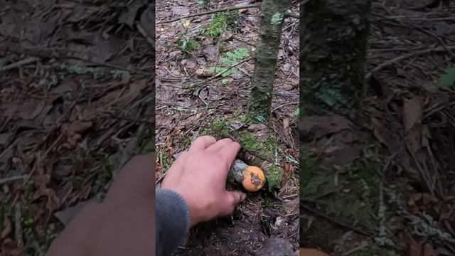 ВЫ ПРОСТО ПОСМОТРИТЕ КАКИЕ ГРИБЫ РАСТУТ В МОЕМ ЛЕСУ! ОГРОМНОЕ СЧАСТЬЕ СОБИРАТЬ ТАКИЕ ПОДОСИНОВИКИ