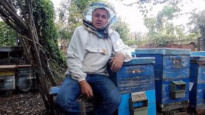 Что такое забрус и в чем его лечебные свойства