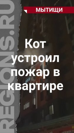 Кот устроил пожар в квартире