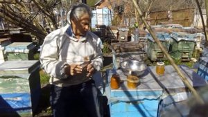 В чем разница между нашей пыльцой и живой пергой.