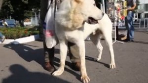 Заключительная летняя выставка собак