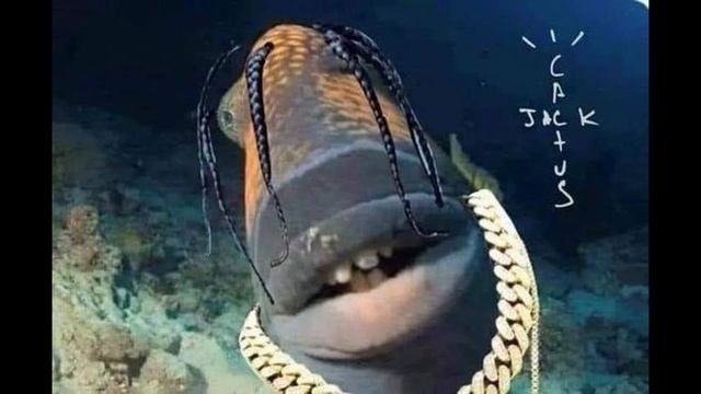 Рыба трэвис скотт