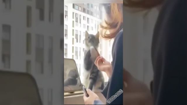 Котики