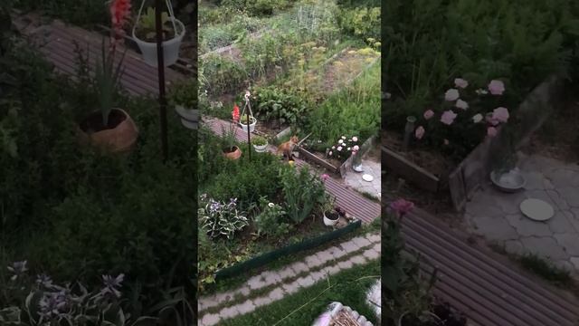 (499) Лиса приходит в гости). Август 2022