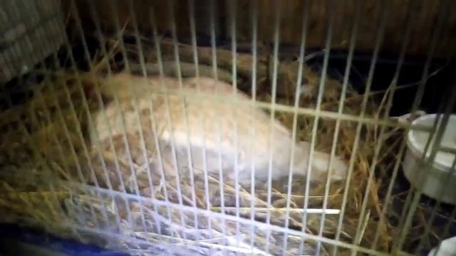 Курица наседка. Как правильно посадить курицу на яйца\