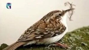 Пищуха (птица)