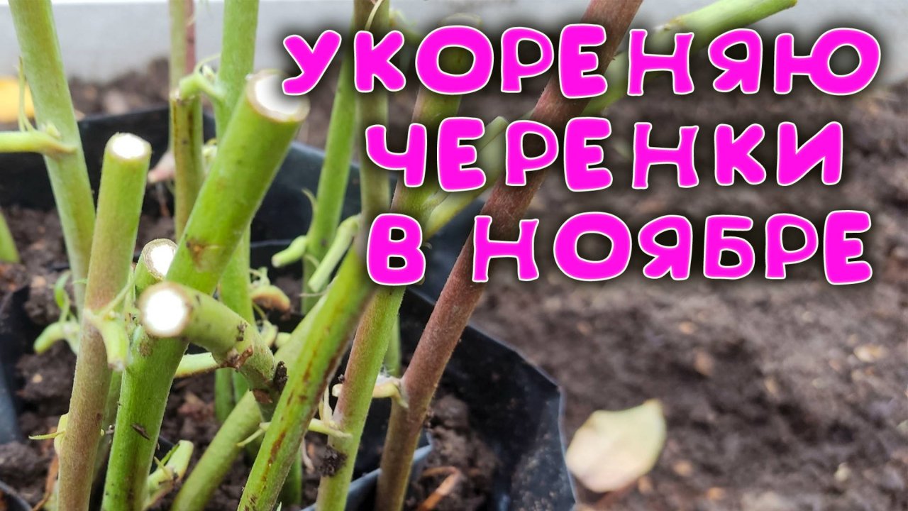 🔥 ЕЖЕВИКА: размножение стеблевыми 🌱 черенками в СКРУТКЕ осенью - пошаговая инструкция 👌